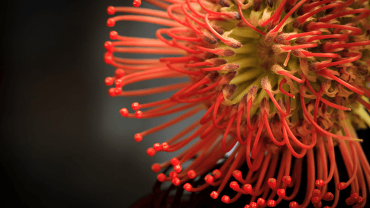 From Silos to Synergy: What Corporates Can Learn from the Fynbos - Caleo Consulting