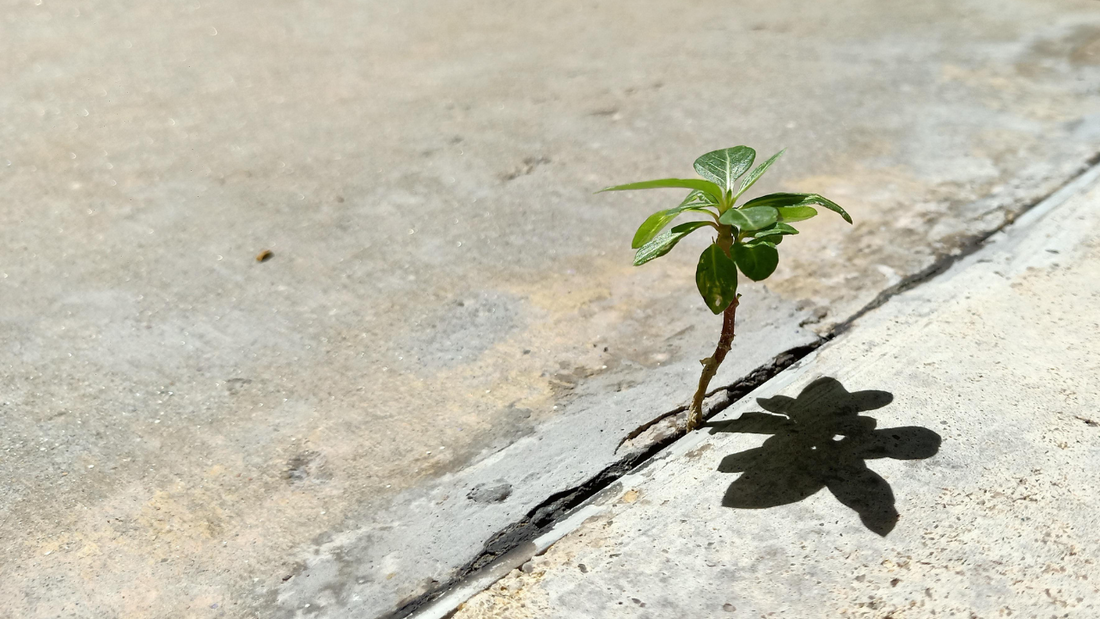 From the Inside Out: How great leaders build resilient cultures
