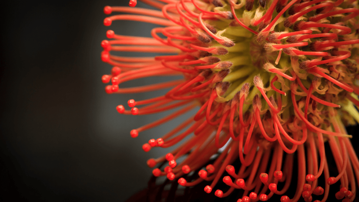 From Silos to Synergy: What Corporates Can Learn from the Fynbos - Caleo Consulting